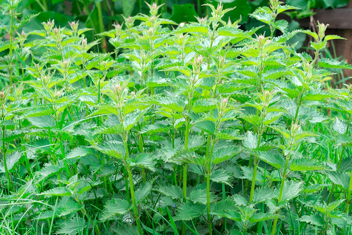 Brændenælder Brændenælder i haven